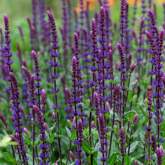 Salvia nemorosa 'Caradonna'