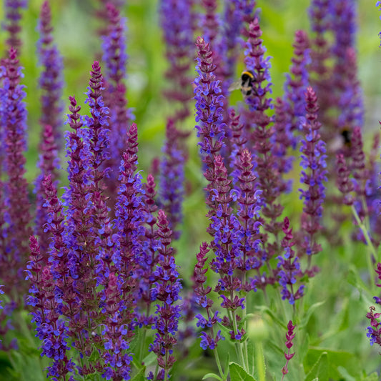 Salvia nemorosa 'Ostfriesland'