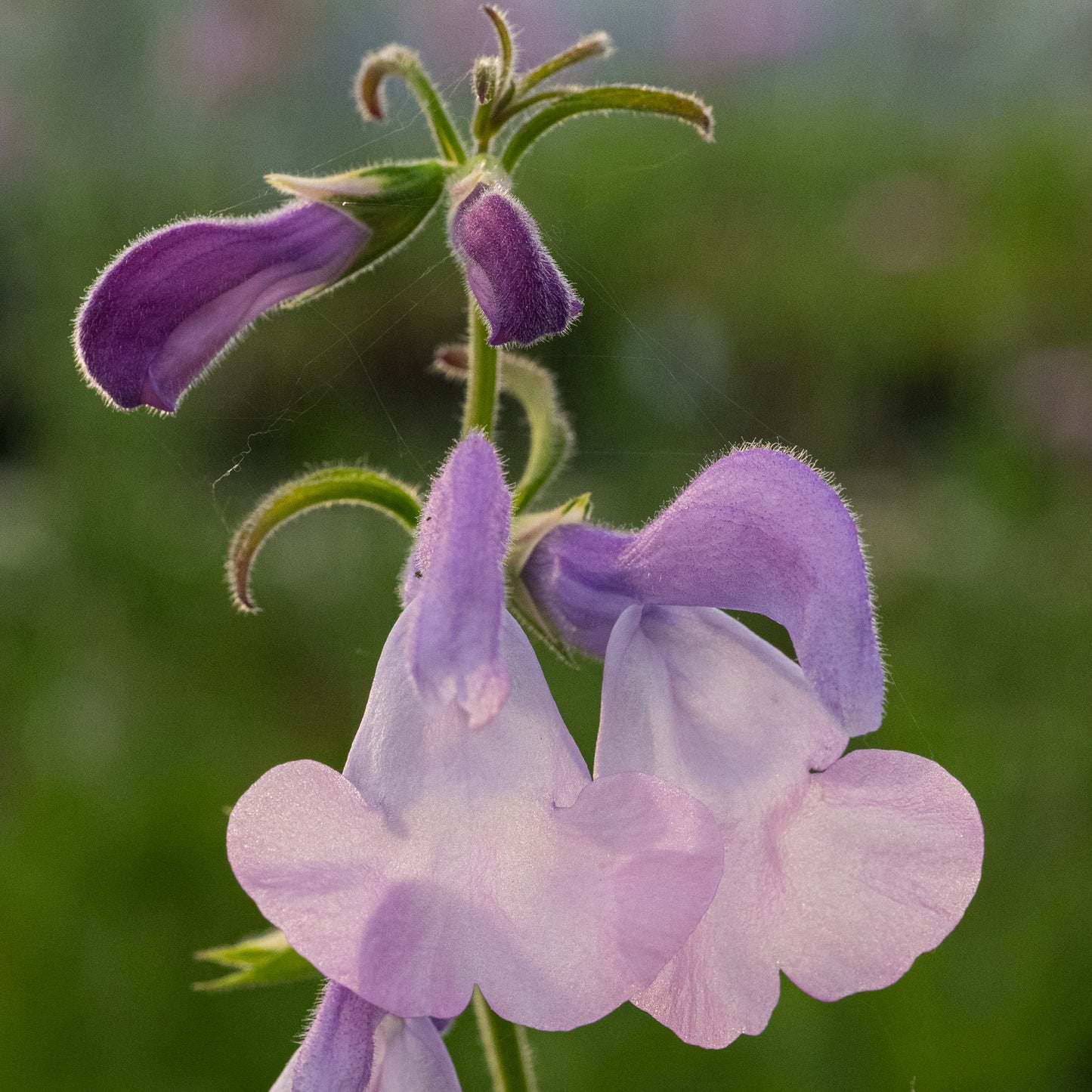 Salvia patens 'Pink Ice' - Hardy's Cottage Garden Plants