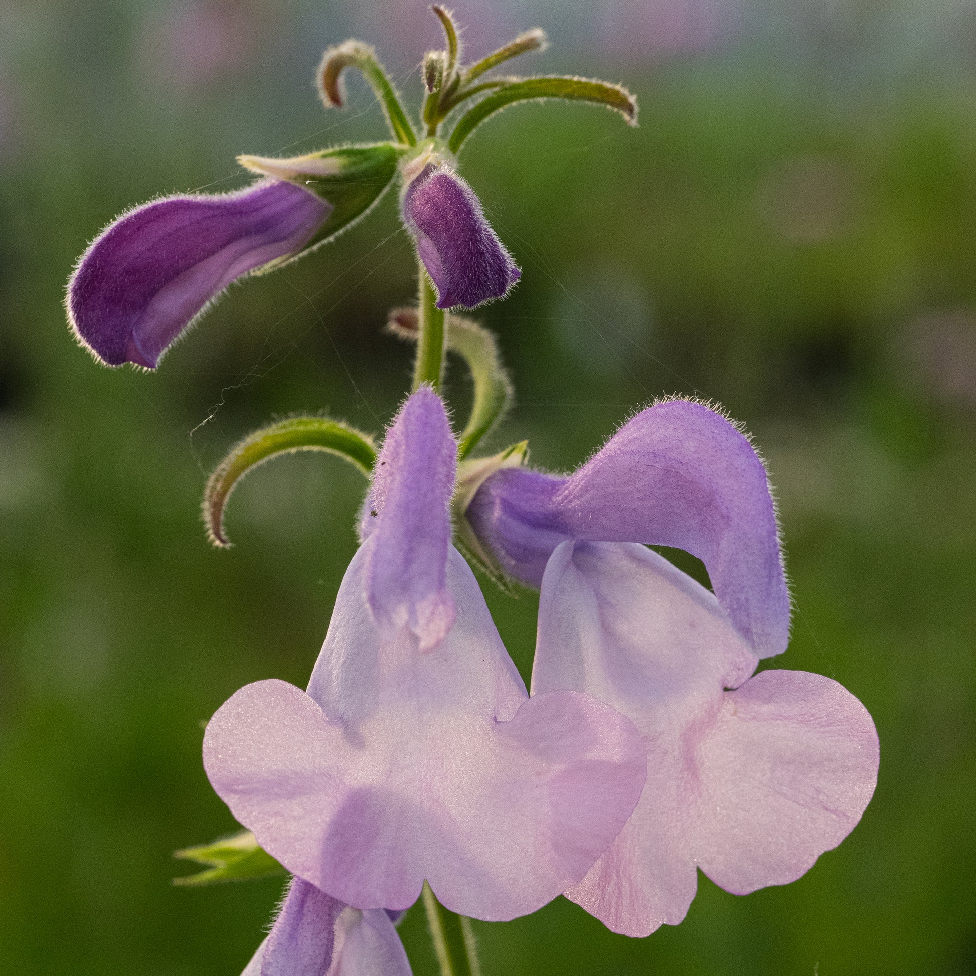Salvia patens 'Pink Ice' - Hardy's Cottage Garden Plants