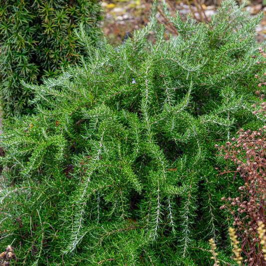 Salvia rosmarinus Prostrata Group (Ro)