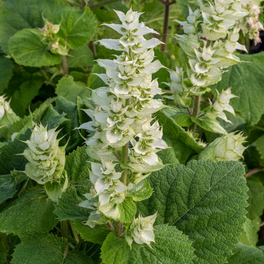 Salvia sclarea var. turkestaniana 'Vatican White'