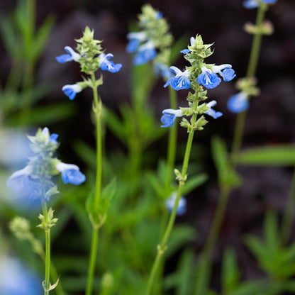 Salvia uliginosa - Hardy's Cottage Garden Plants