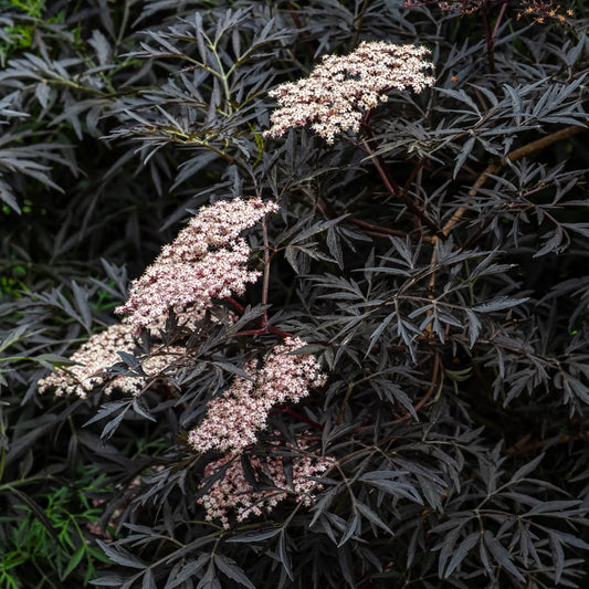 Sambucus nigra f. porphyrophylla 'Eva' – near-black finely dissected foliage with soft pink flower umbels