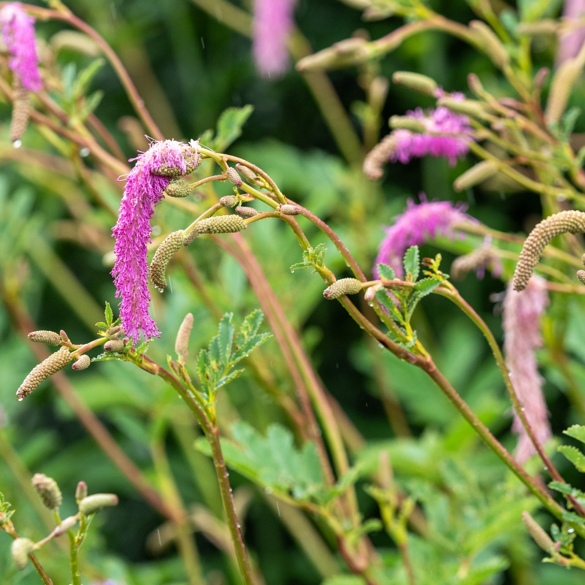 Sanguisorba hakusanensis 'Lilac Squirrel' - Hardy's Cottage Garden Plants