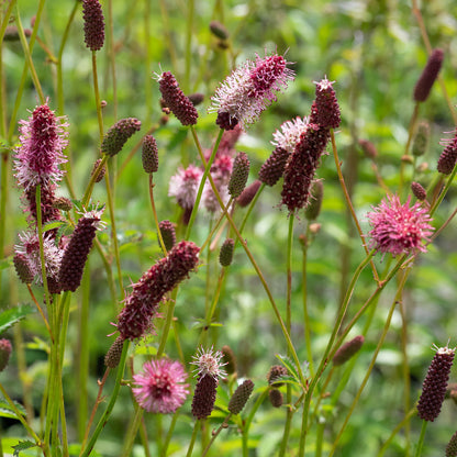 Sanguisorba menziesii - Hardy's Cottage Garden Plants
