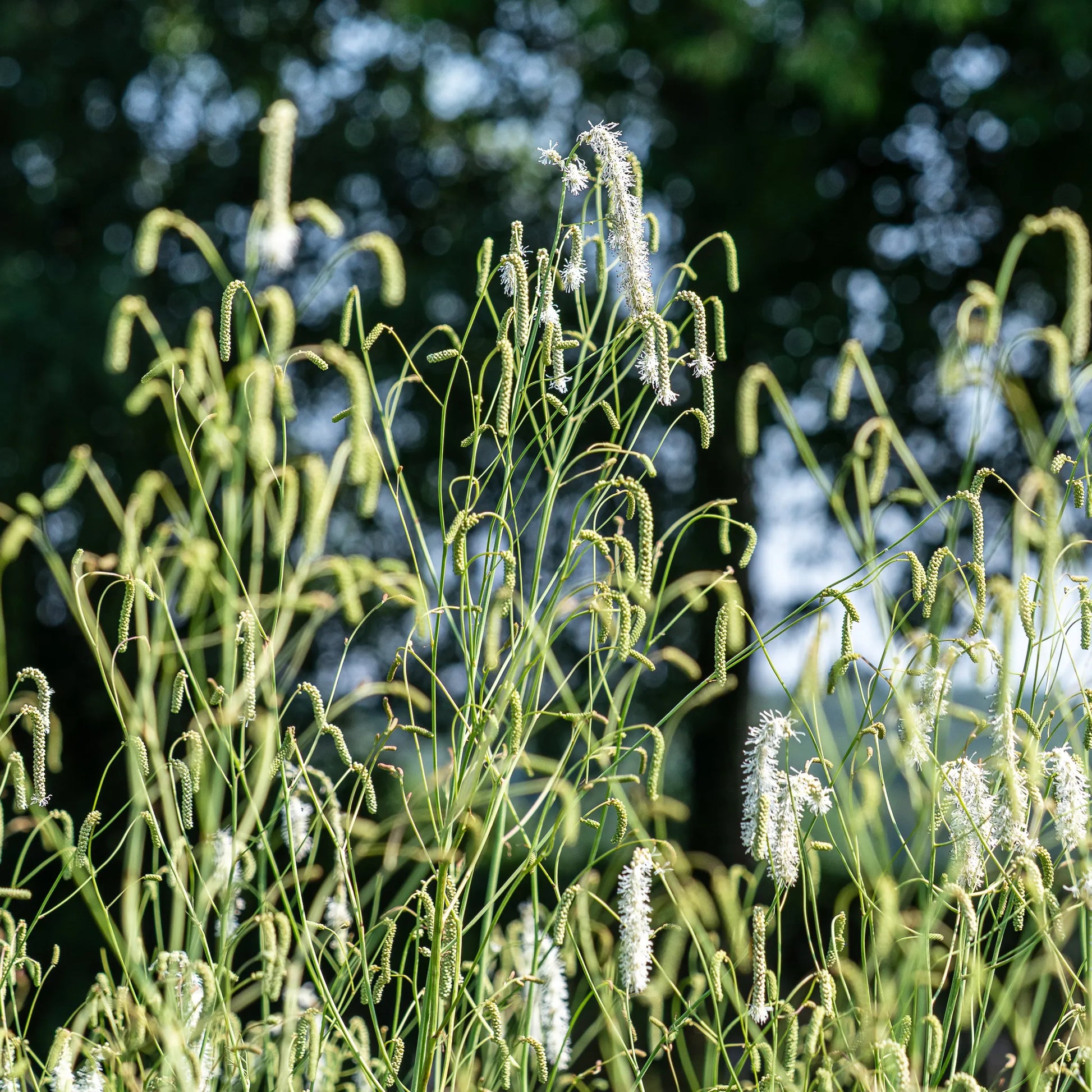 Sanguisorba tenuifolia var. alba – slender white bottlebrush flowers on tall elegant stems above ferny foliage
