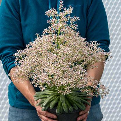 Saxifraga 'Southside Seedling Group' - Hardy's Cottage Garden Plants