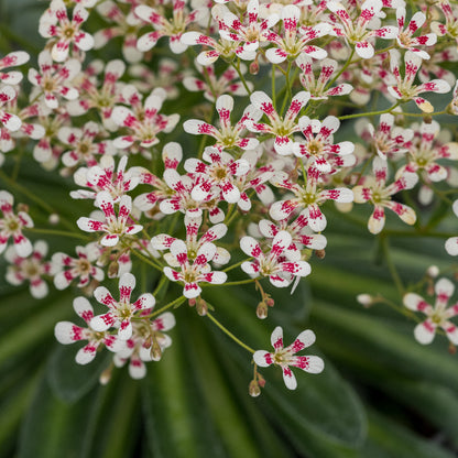 Saxifraga 'Southside Seedling Group' - Hardy's Cottage Garden Plants