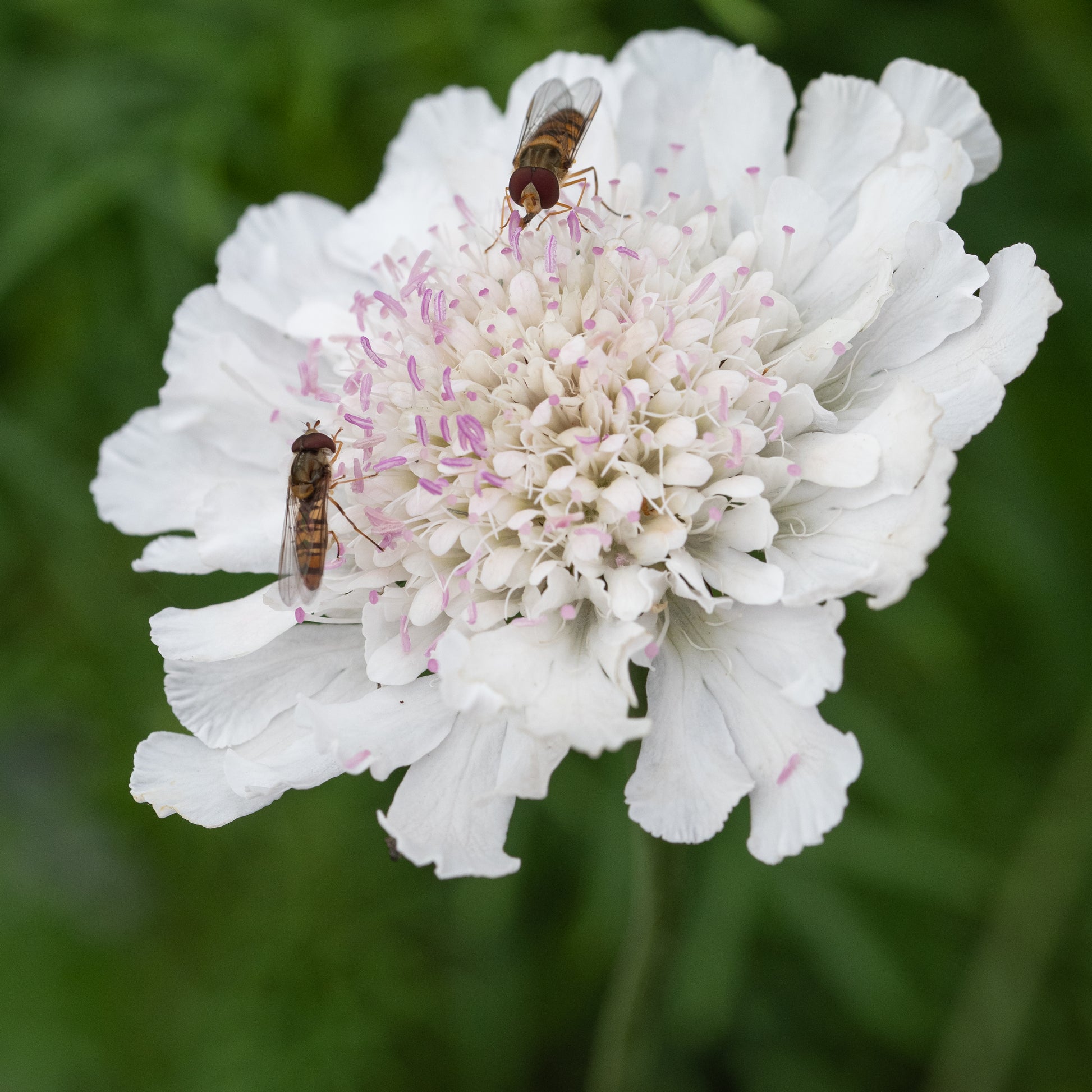 Scabiosa Kudo White ('Ichwit') (Kudo Series) - Hardy's Cottage Garden Plants