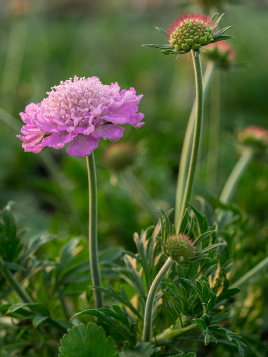 Scabiosa Kudo Pink ('Ichpin'PBR) (Kudo Series) - Hardy's Cottage Garden Plants