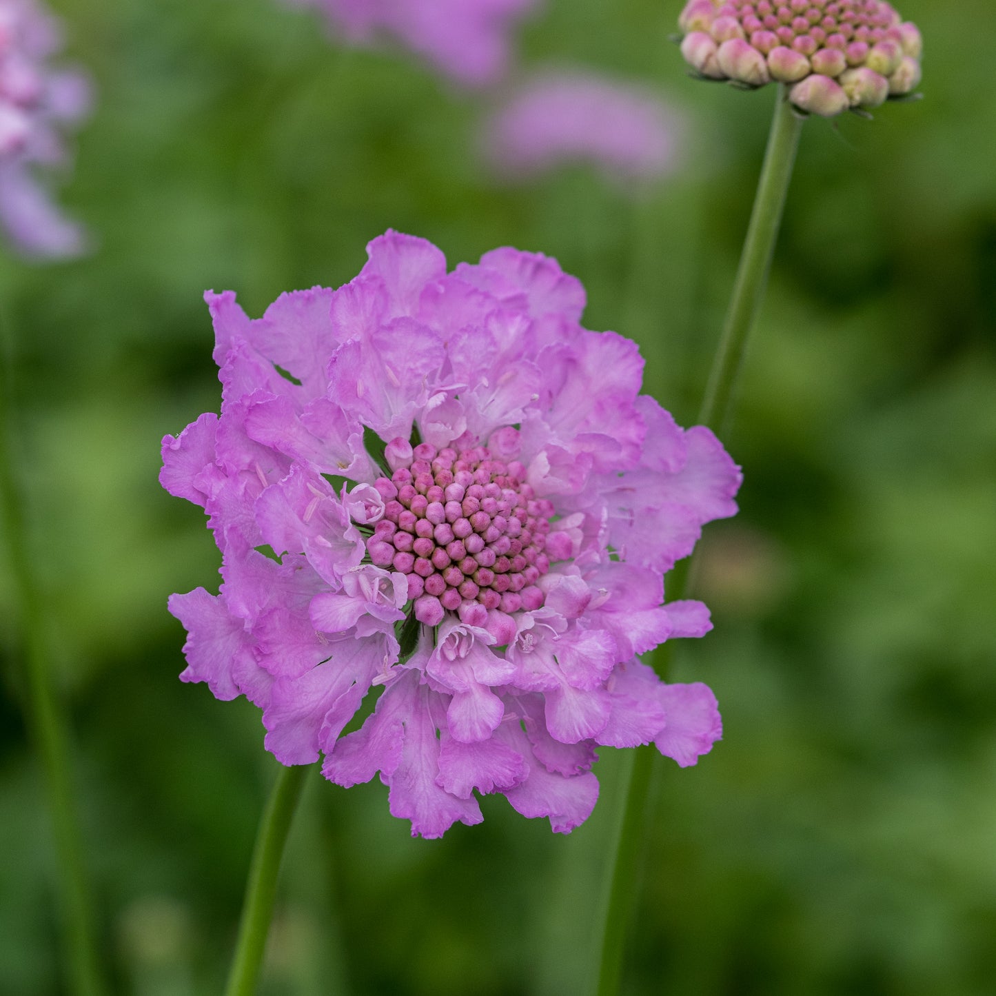 Scabiosa africana 'Jocelyn'
