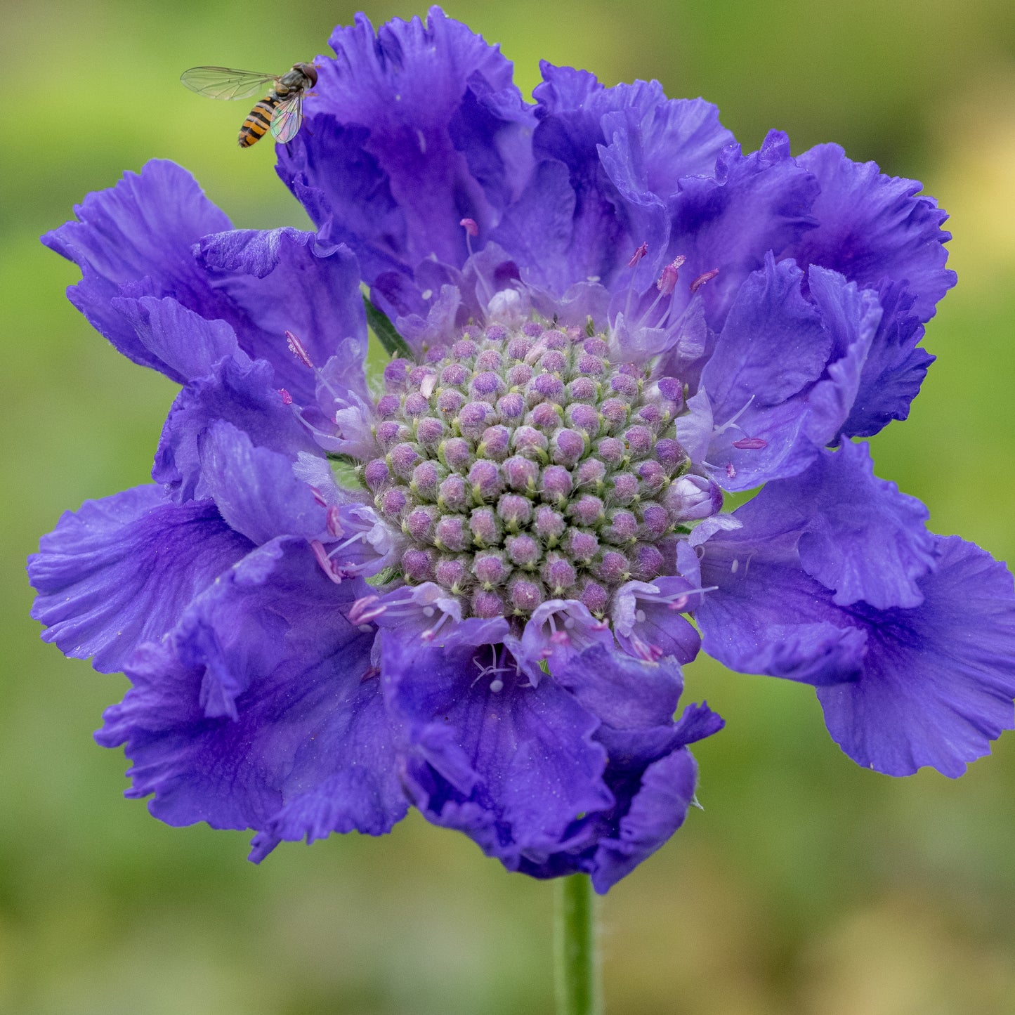 Scabiosa caucasica 'Fama Deep Blue' - Hardy's Cottage Garden Plants