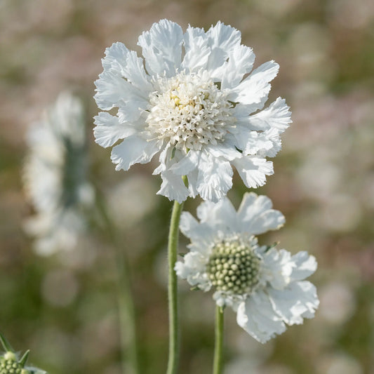 Scabiosa caucasica 'Fama White' — pure white pincushion flowers with frilled petals on tall stems