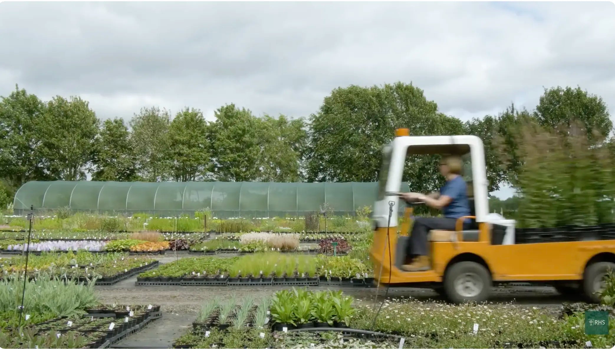 Load video: 8 Jul 2020 Gold medal-winning nursery and leading herbaceous perennial grower Hardy’s Cottage Garden Plants have been named as Master Grower for RHS Hampton Court Palace Garden Festival. Find out more about their nursery ahead of their exciting display showcasing an abundance of summer flowering perennials.