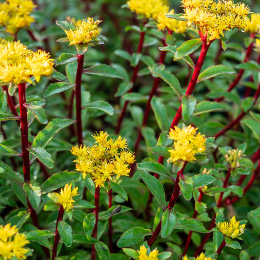 Sedum aizoon 'Euphorbioides' — flattened clusters of star-shaped yellow flowers on upright red stems above dark green foliage