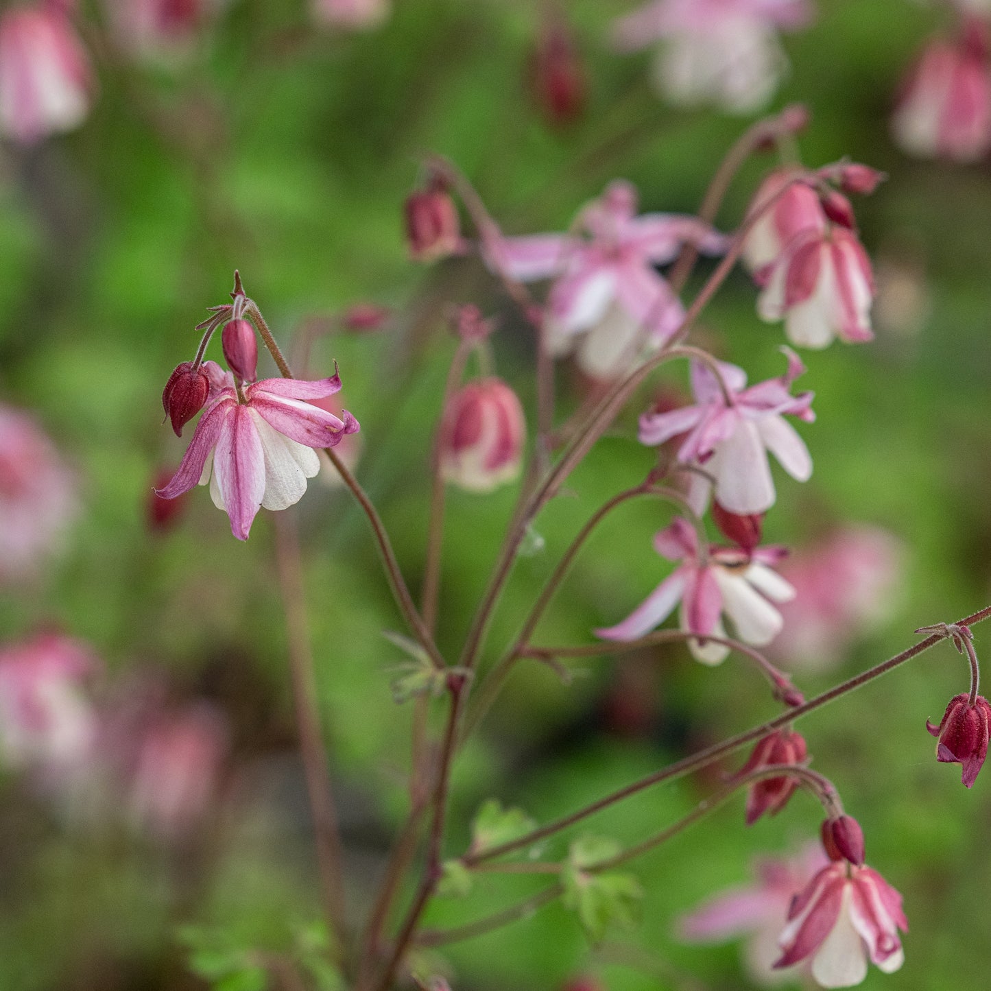 Semiaquilegia Australian form