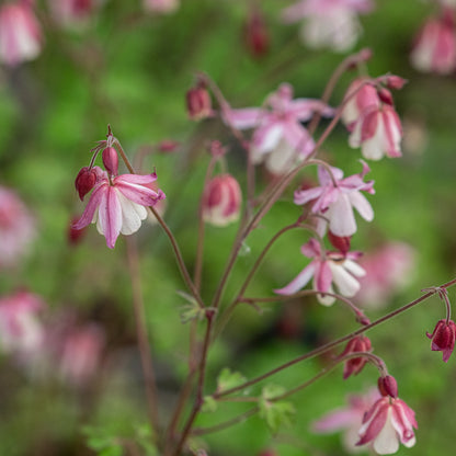 Semiaquilegia Australian form - Hardy's Cottage Garden Plants