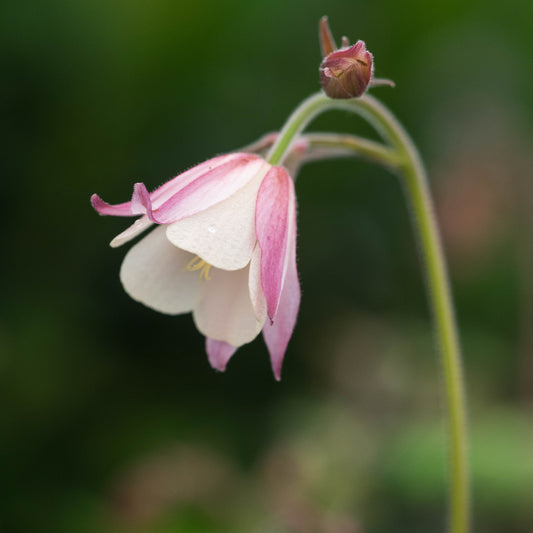 Semiaquilegia Australian form - Hardy's Cottage Garden Plants