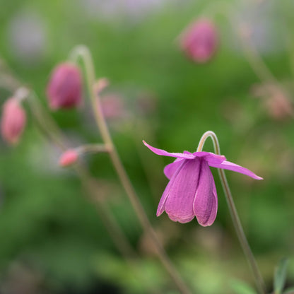 Semiaquilegia ecalcarata - Hardy's Cottage Garden Plants