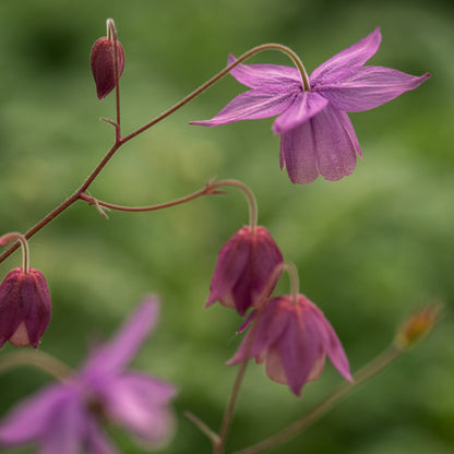 Semiaquilegia ecalcarata - Hardy's Cottage Garden Plants