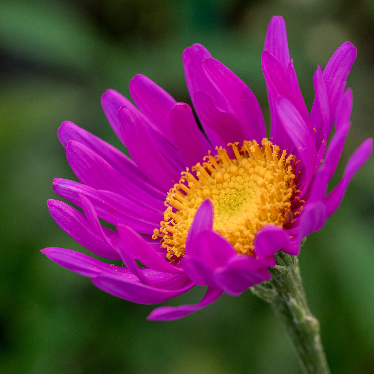 Senecio pulcher