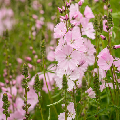 Sidalcea 'Elsie Heugh' - Hardy's Cottage Garden Plants
