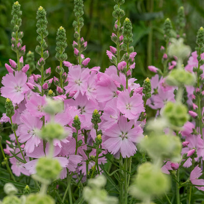 Sidalcea 'Elsie Heugh' - Hardy's Cottage Garden Plants