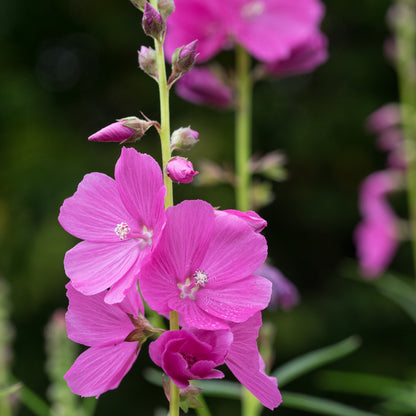 Sidalcea 'Rose Queen' - Hardy's Cottage Garden Plants