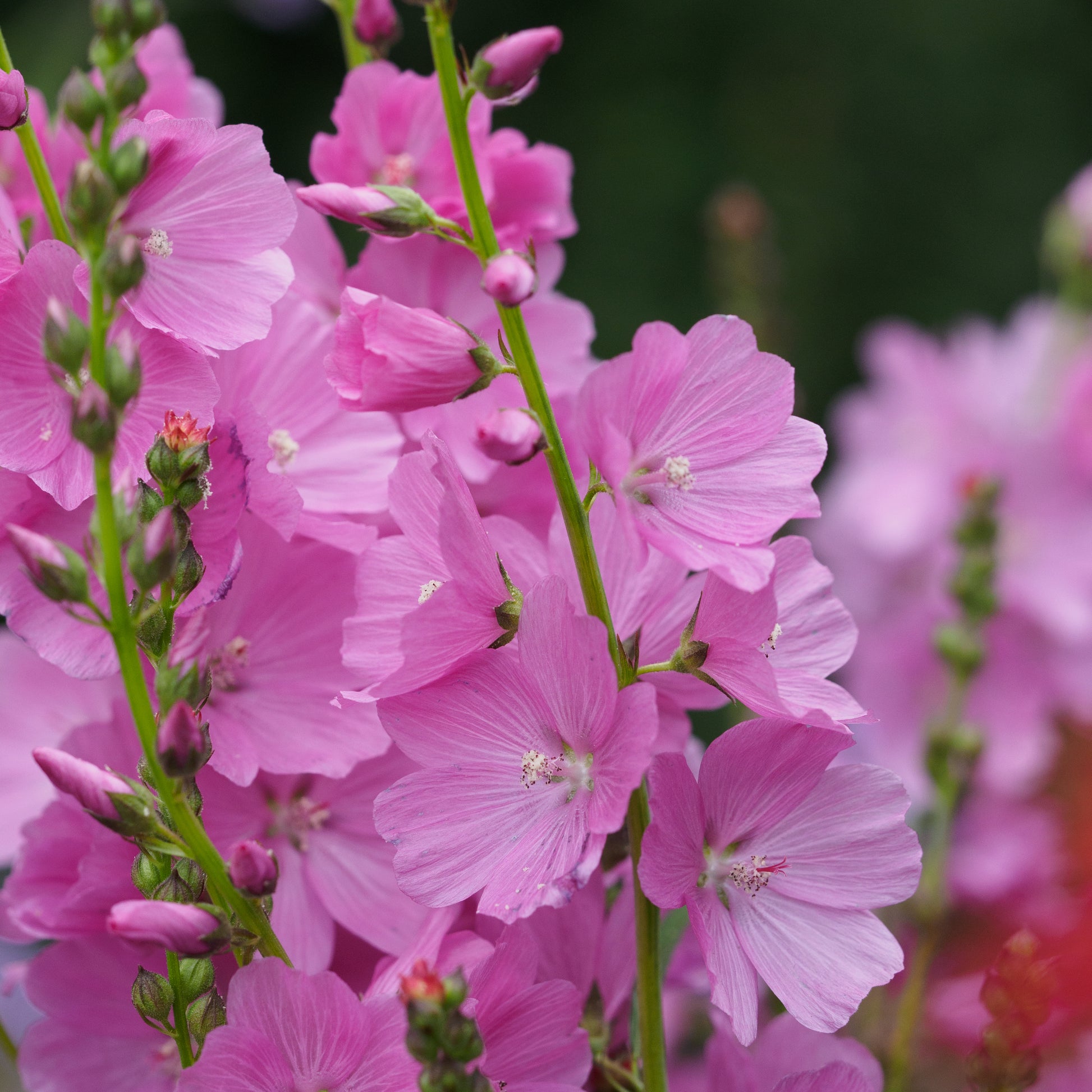 Sidalcea 'Rose Queen' - Hardy's Cottage Garden Plants