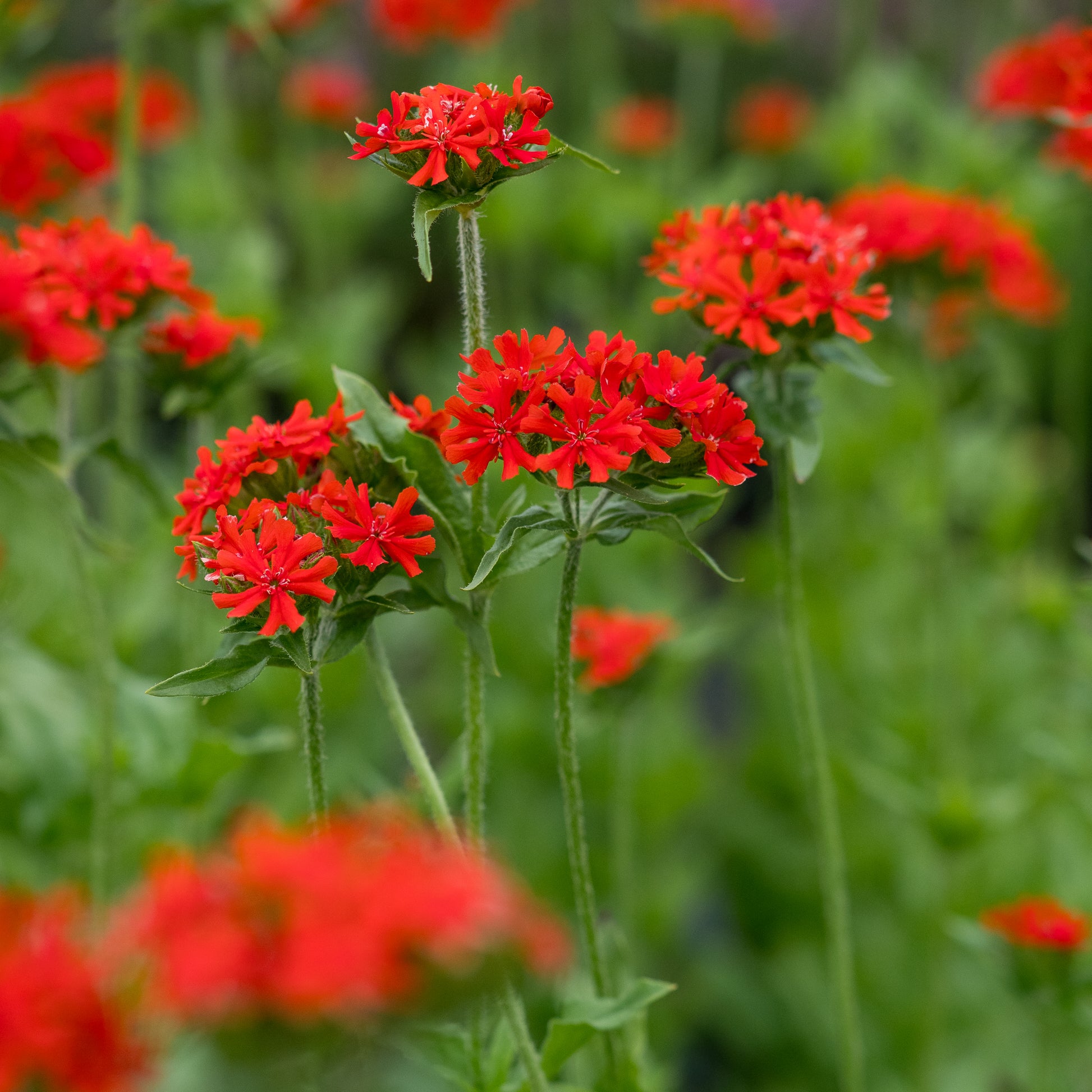 Silene chalcedonica - Hardy's Cottage Garden Plants