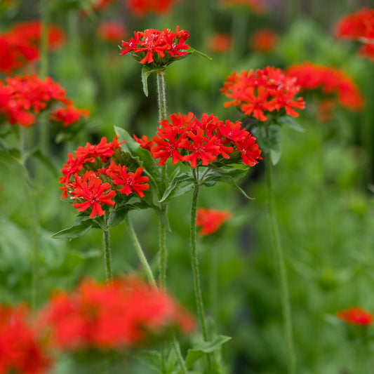 Silene chalcedonica