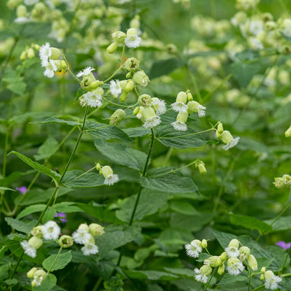 Silene fimbriata fringed white flowers with green calyx on tall stems above mounded foliage