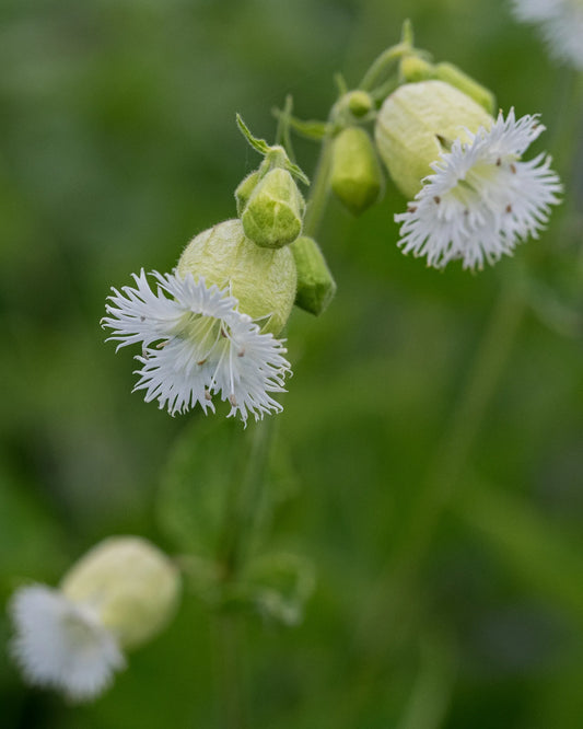 Silene fimbriata Fringed Campion plant habit showing white blooms and green foliage mound