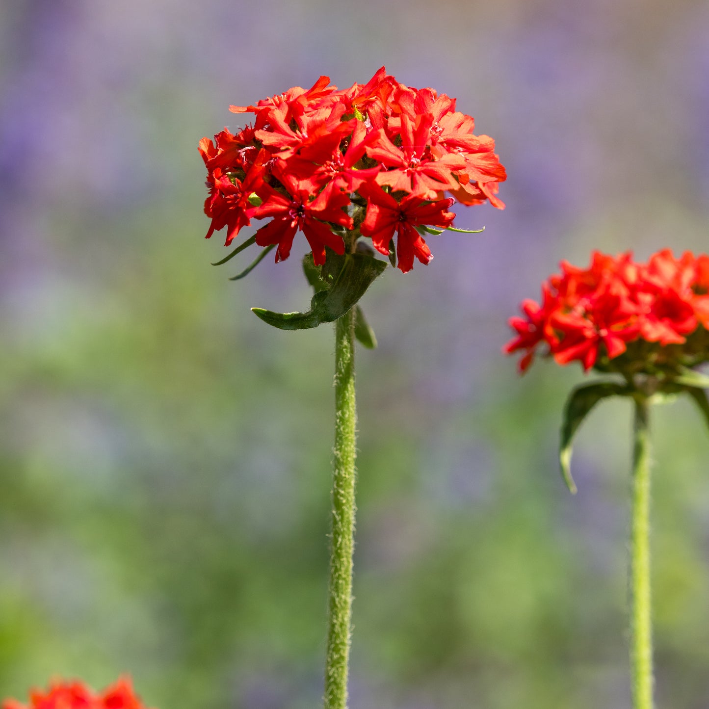 Silene chalcedonica