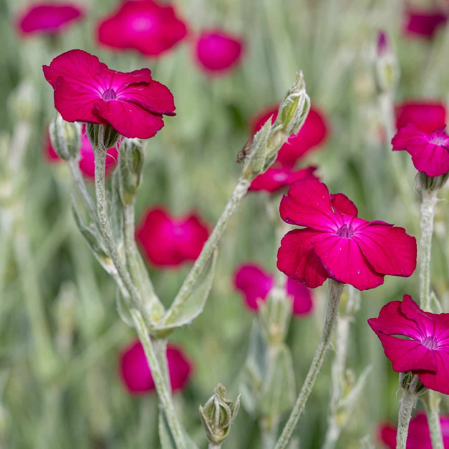 Silene coronaria