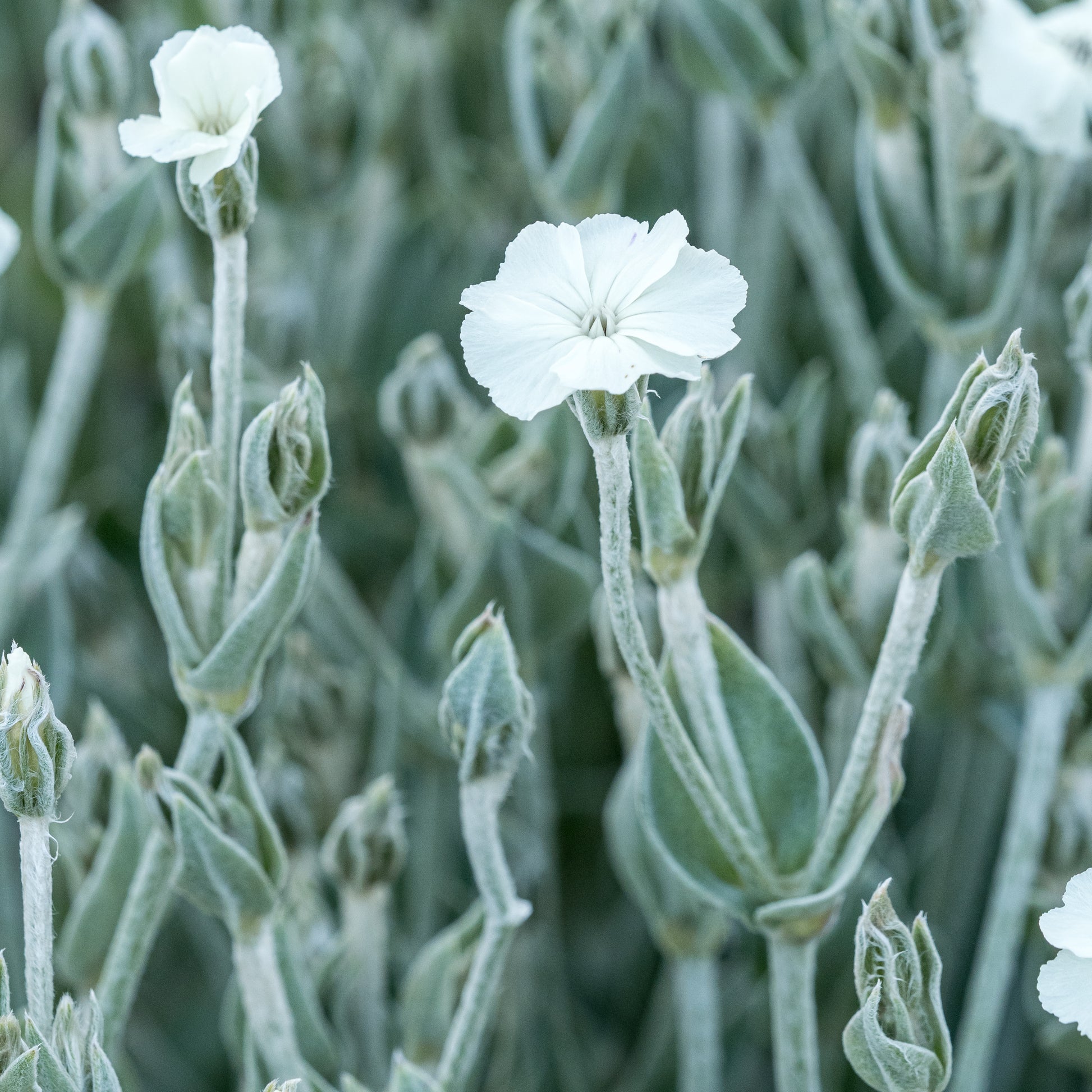 Silene coronaria 'Alba' - Hardy's Cottage Garden Plants