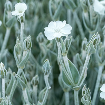 Silene coronaria 'Alba' - Hardy's Cottage Garden Plants