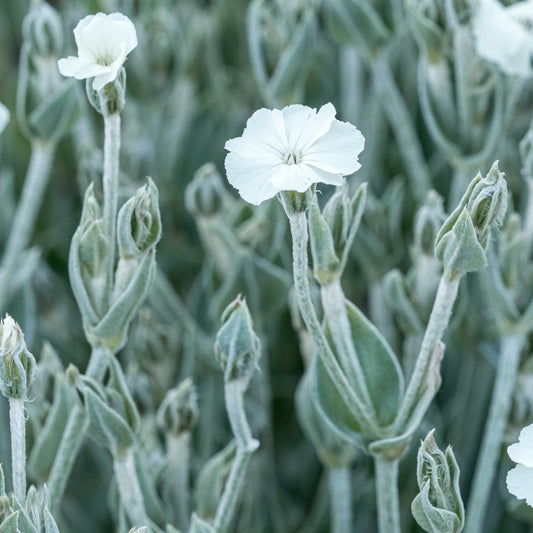 Silene coronaria 'Alba'