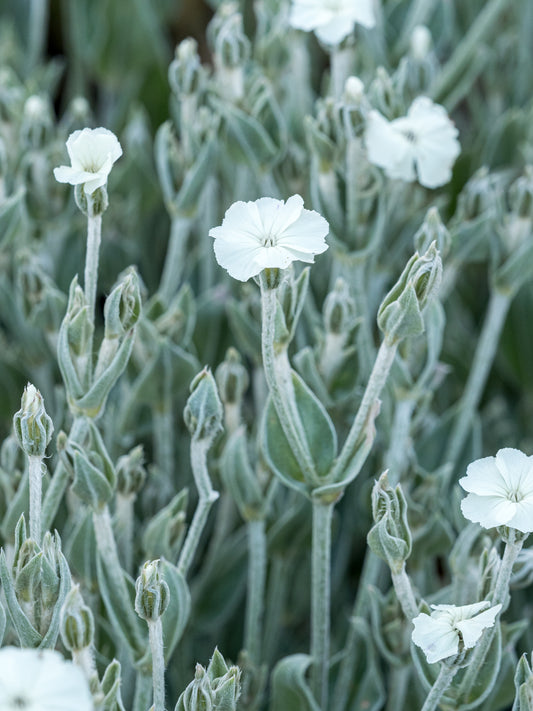 Silene coronaria 'Alba' - Hardy's Cottage Garden Plants