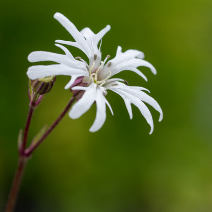 Silene flos-cuculi 'White Robin' - Hardy's Cottage Garden Plants