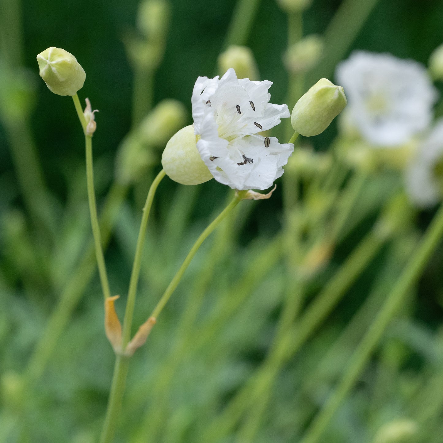 Silene uniflora - Hardy's Cottage Garden Plants