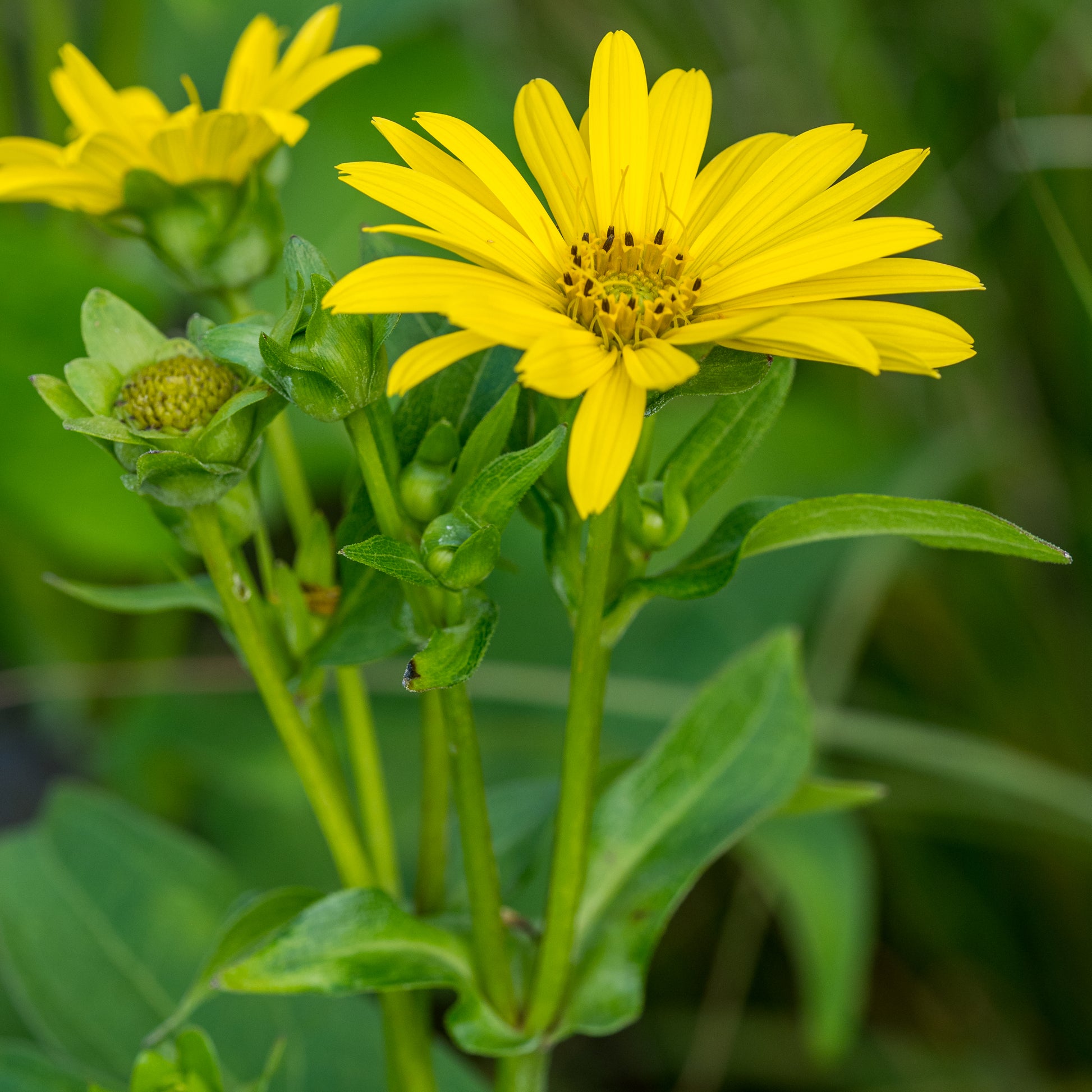Silphium perfoliatum Maya - Hardy's Cottage Garden Plants