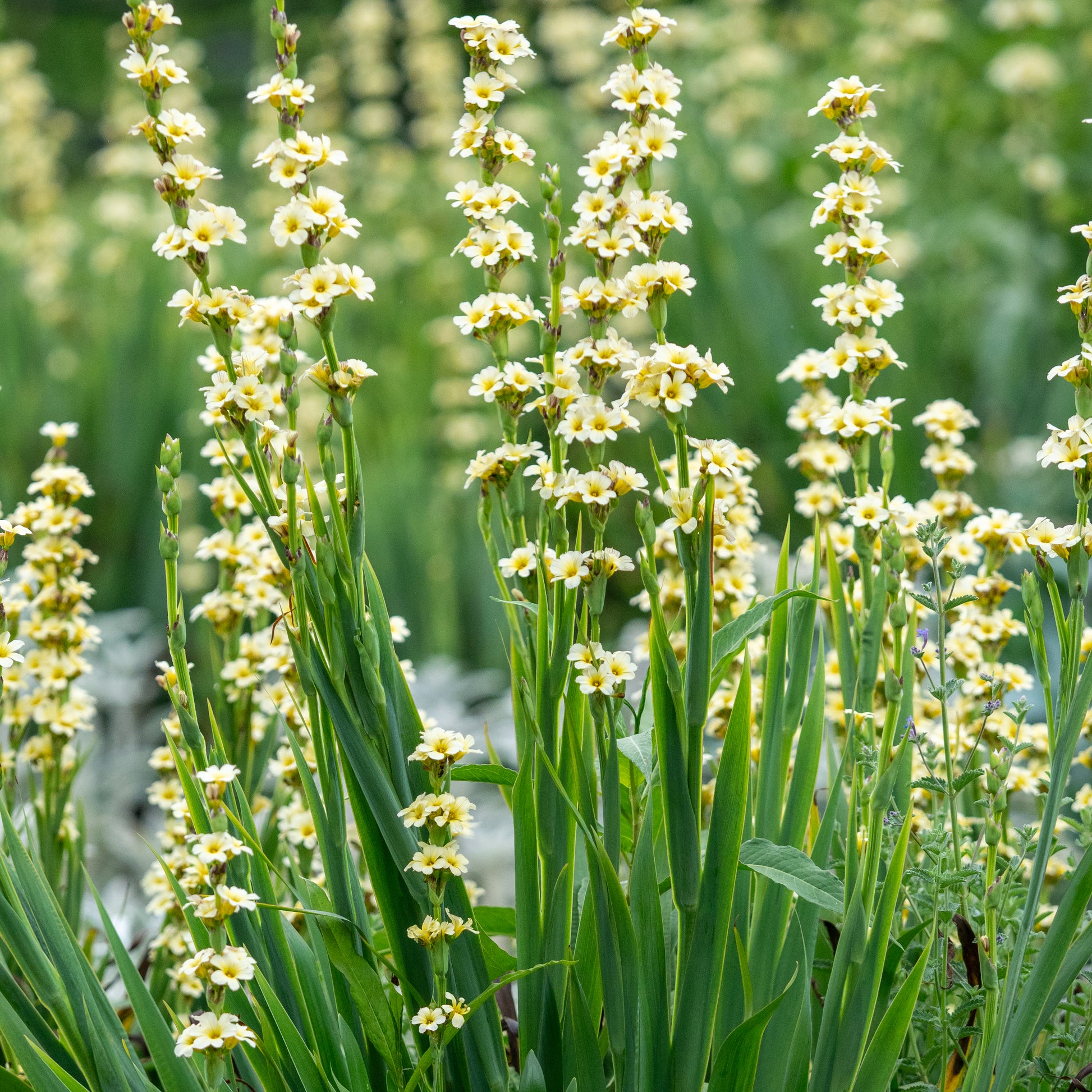 Sisyrinchium striatum - Hardy's Cottage Garden Plants