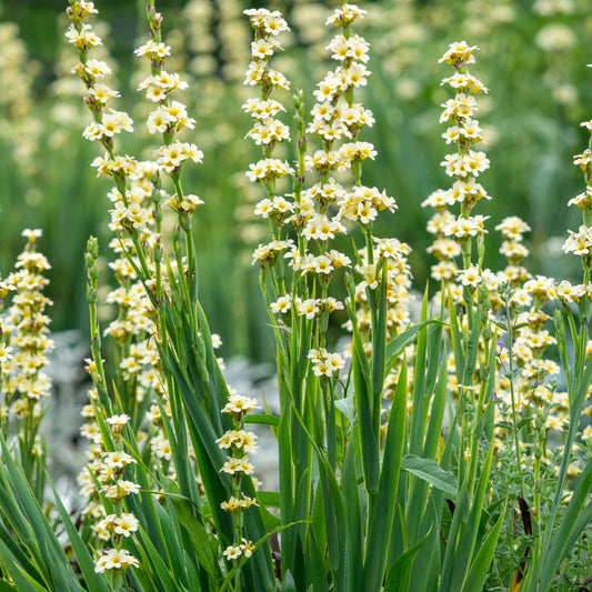 Sisyrinchium striatum