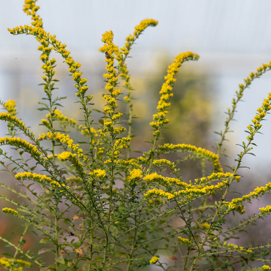Solidago rugosa 'Fireworks'