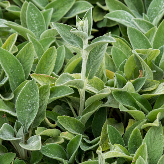 Stachys byzantina 'Big Ears'