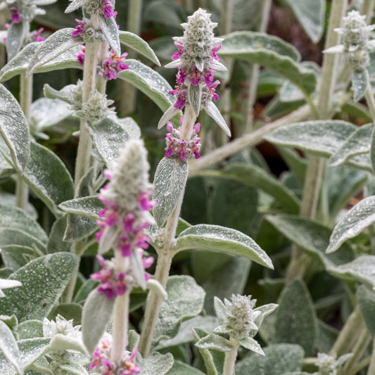 Stachys byzantina