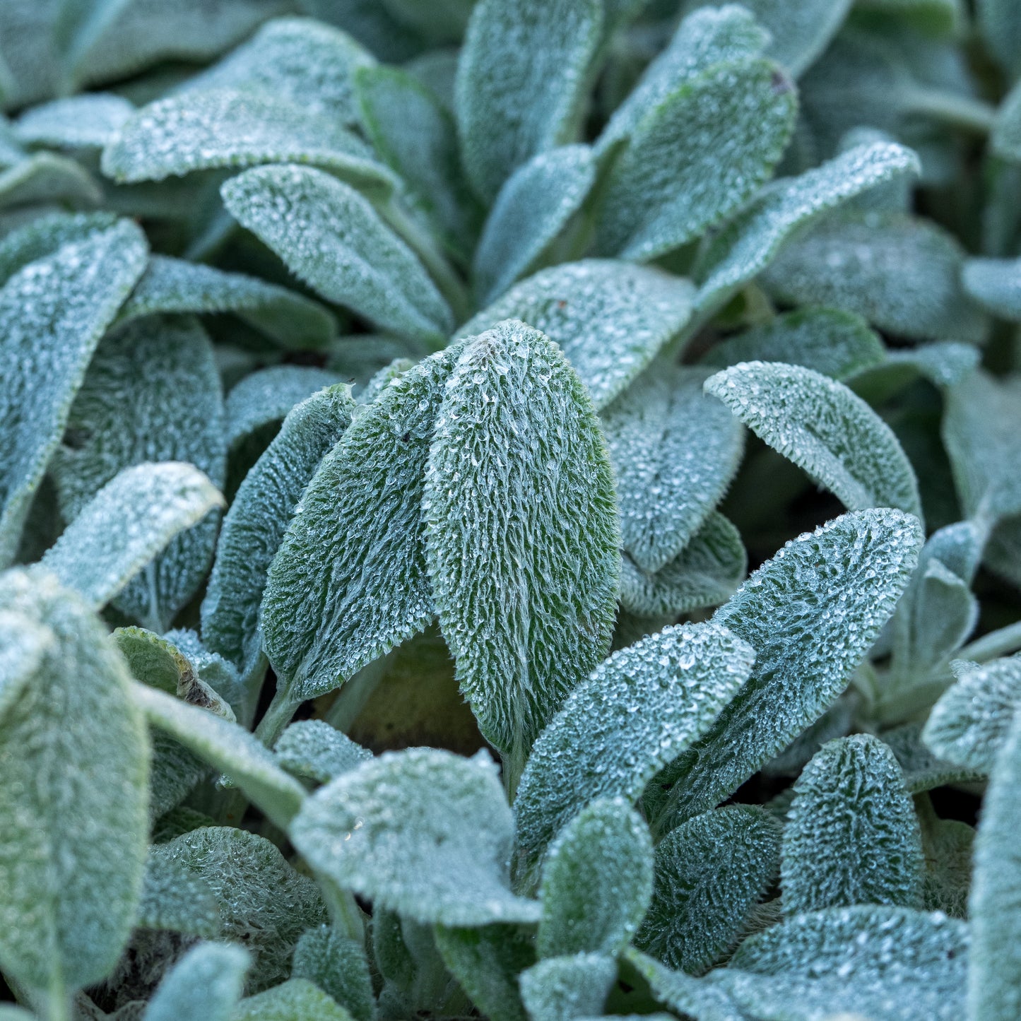 Stachys byzantina 'Silver Carpet' - Hardy's Cottage Garden Plants