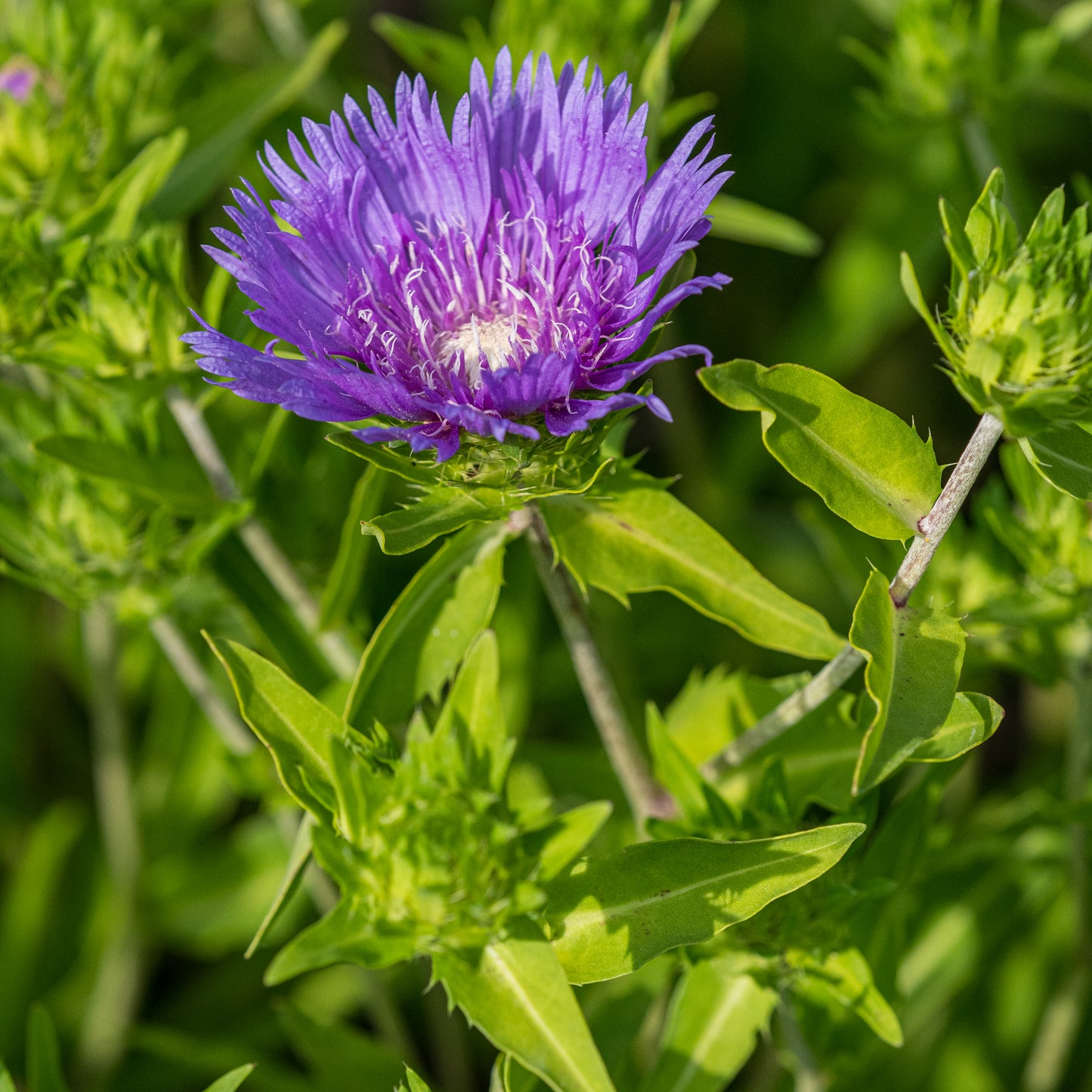 Stokesia laevis 'Klaus Jelitto' - Hardy's Cottage Garden Plants
